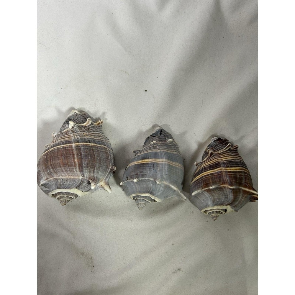 Lot of 3  Florida King Crown Conch Shells Ocean Decor Melongena Corona